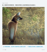 当读戈壁狮群捕猎的严重时辰